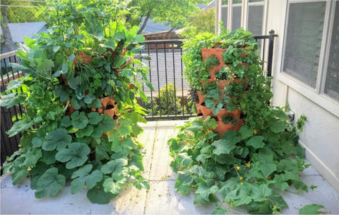 two Garden Towers® with large veggies being grown