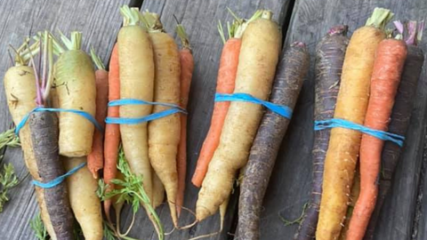 various colors of carrots bundled together