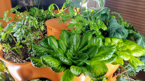 various greens, herbs, and vegetables growing in a Garden Tower 2 indoors