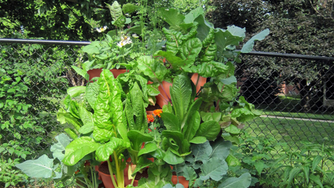 vertical vegetable garden in backyard