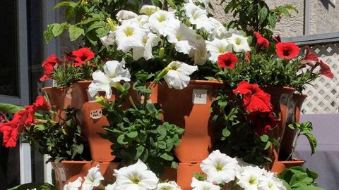 white and red flowers growing among herbs and vegetables in a Garden Tower®