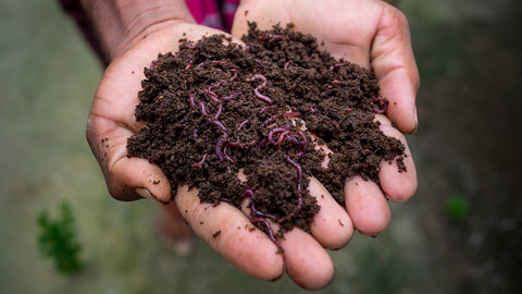 Worms in compost