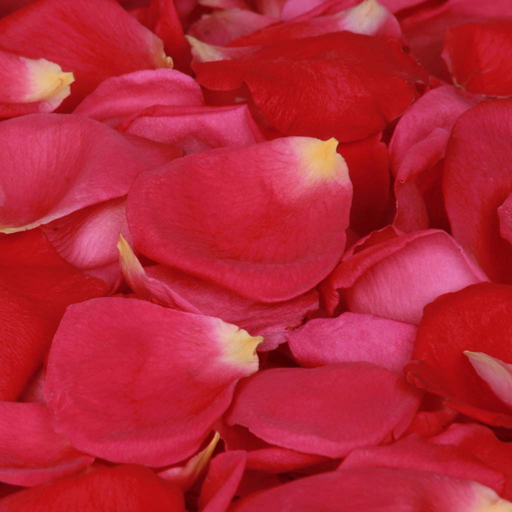 Hot Pink Rose Petals  Fresh Rose Petals - Flower Explosion