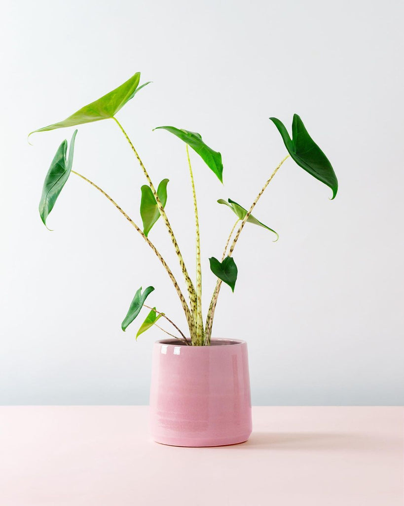 canopy plant subscription