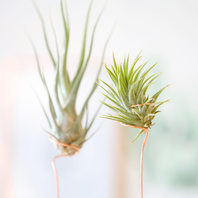 letterbox plant