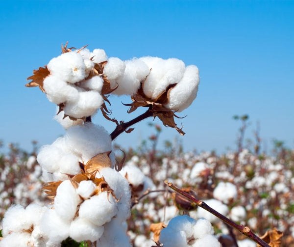 organic cotton Making Our Food System Better