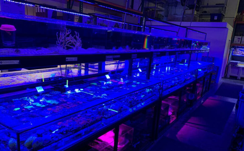 Blacklight Aquarium: Making the Underwater World Glow