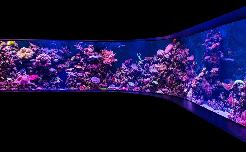 Blacklight Aquarium: Making the Underwater World Glow