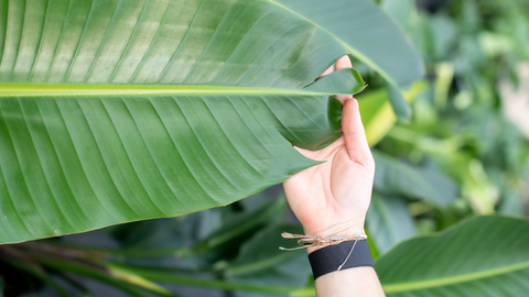 bird-of-paradise-leaf