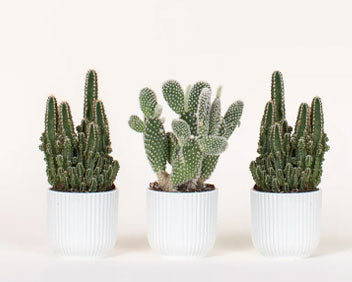 Cactus Trio