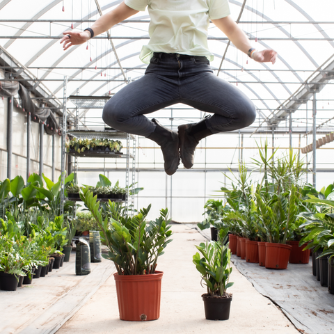 Happy Plants