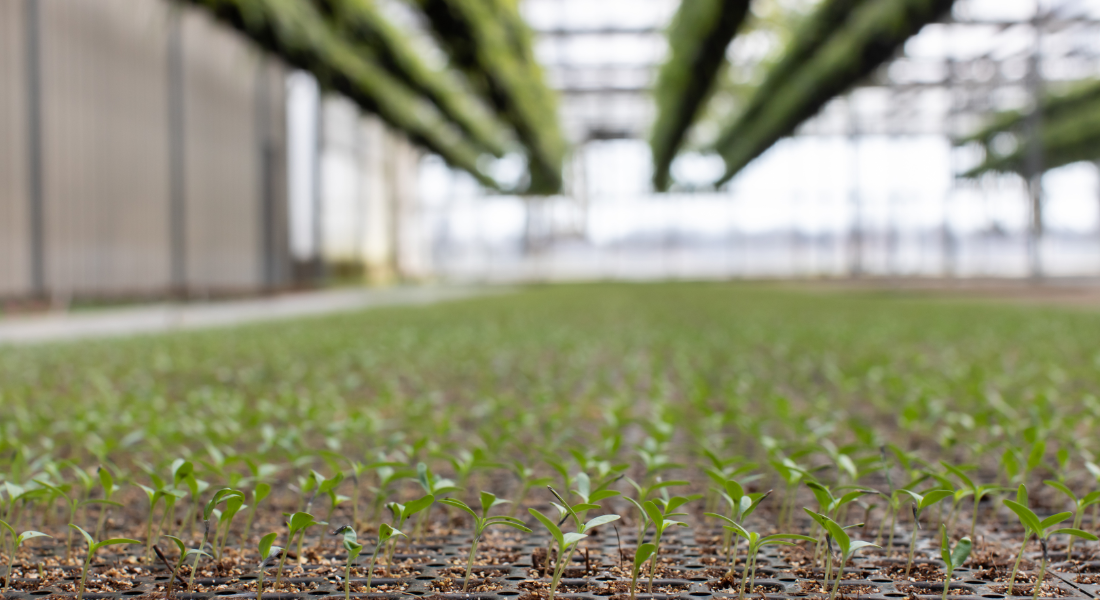 foli plant care library