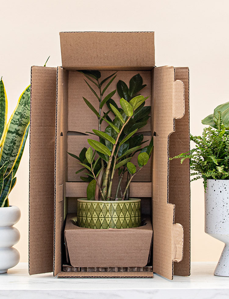 Foli - Canada's Online Plant Shop. Plants delivered!