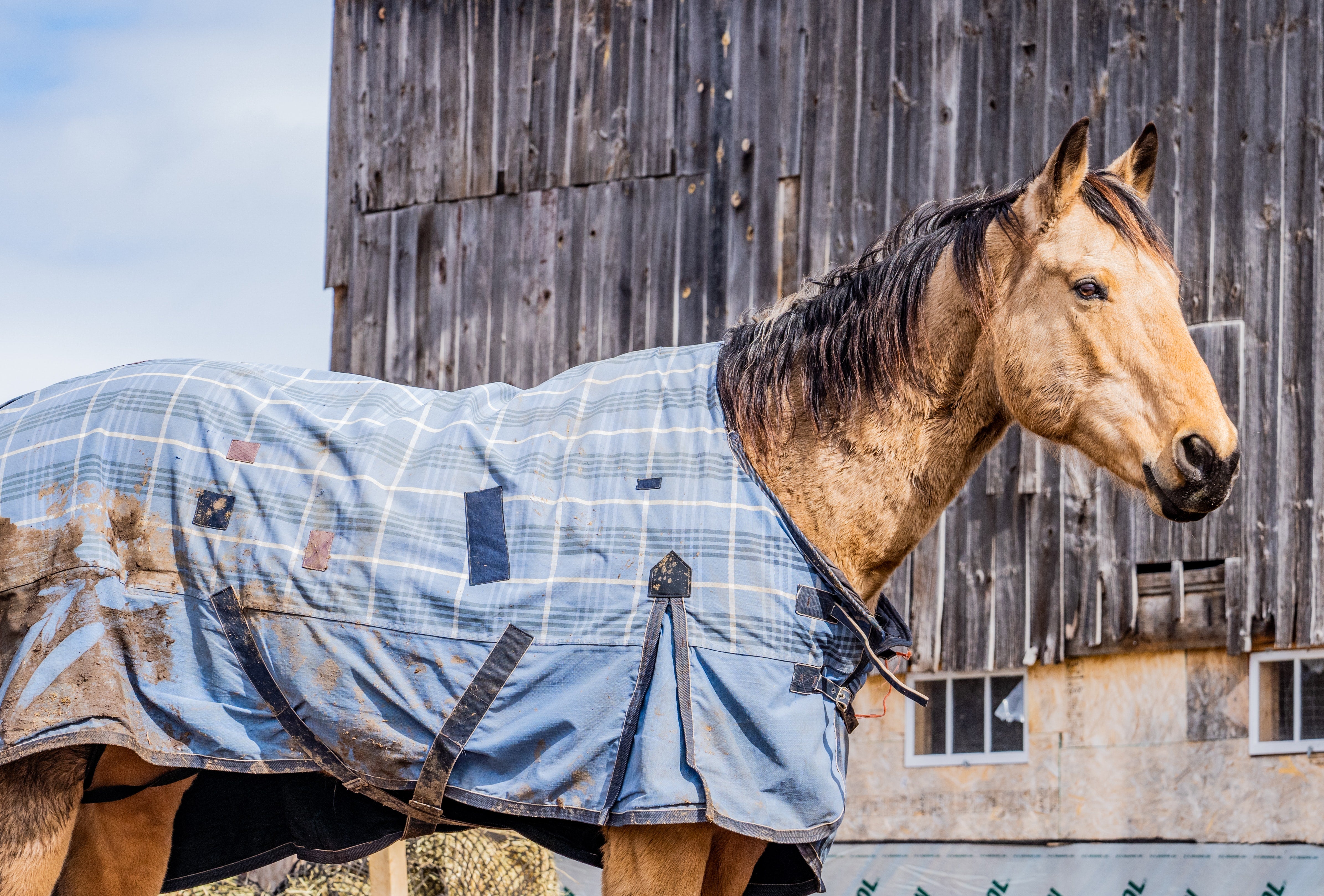 An Easy Guide to Winter Horse Blankets