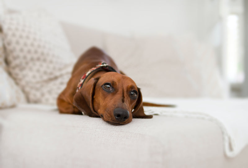 what causes stress colitis in dogs