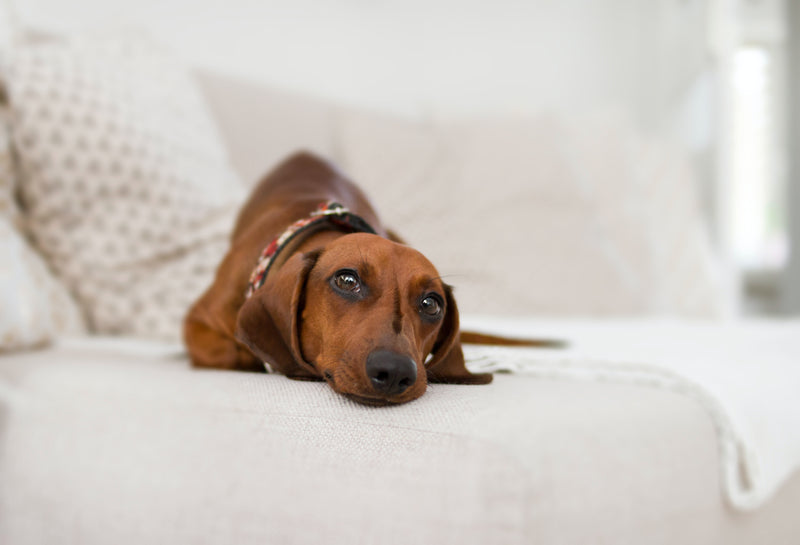 how serious is colitis in dogs