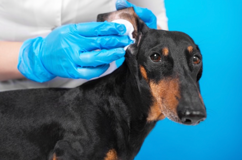 can probiotic help dogs dry skin