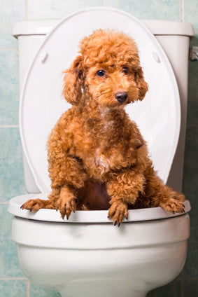 can toilet bowl cleaner kill a dog