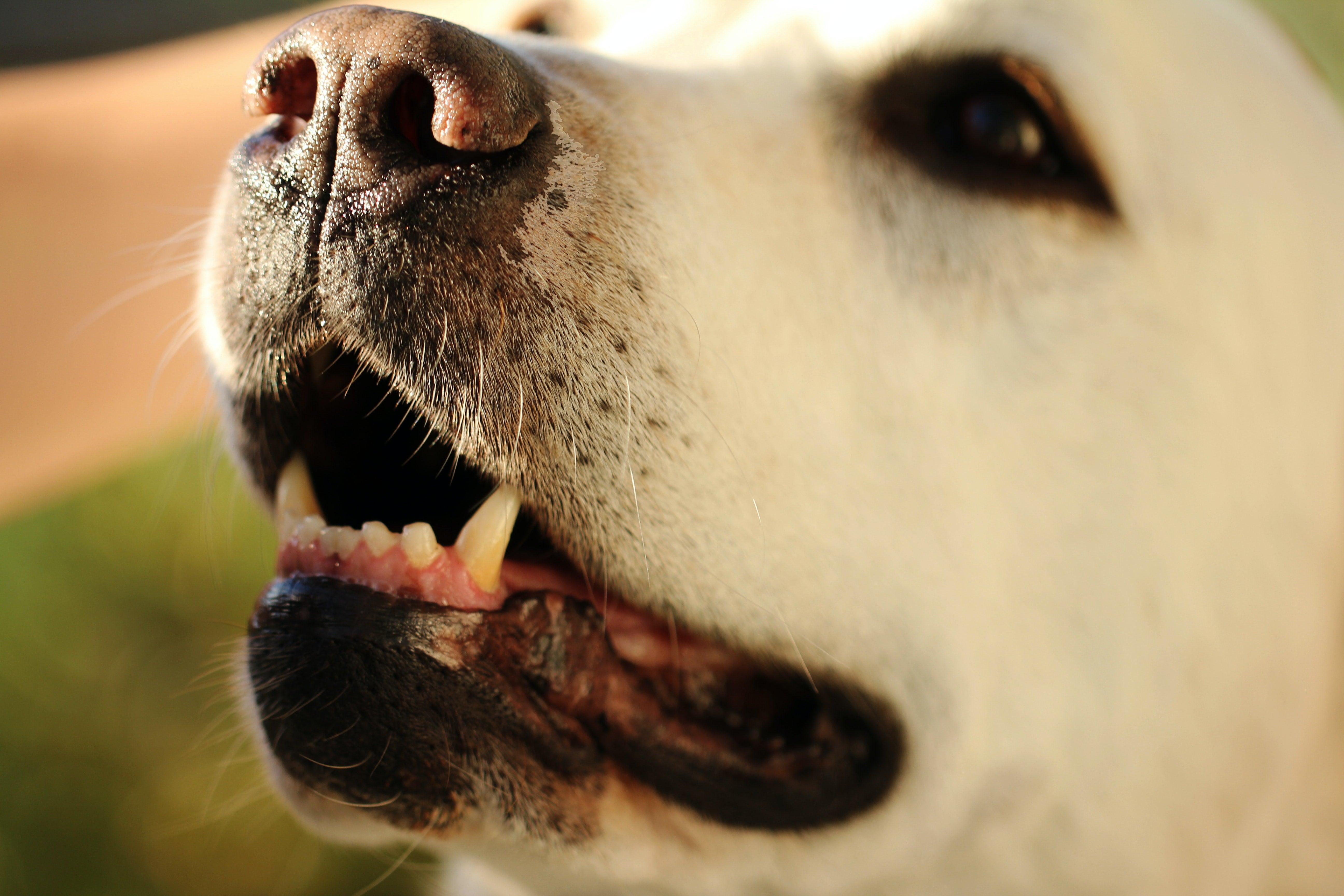 tooth decay in dogs remedies