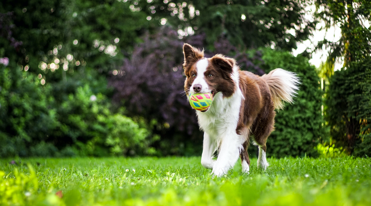 High ascorbic acid shop in dog urine