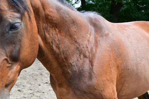 Hives in Horses