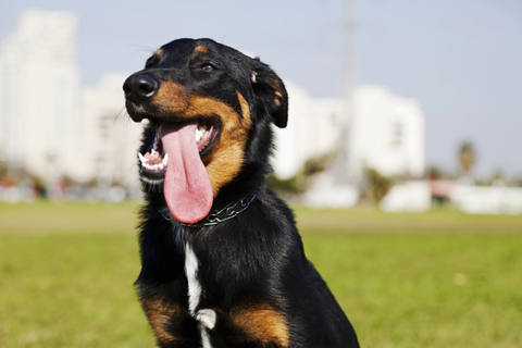 Heat Stroke In Dogs