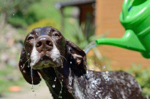 Dog Heat Stroke