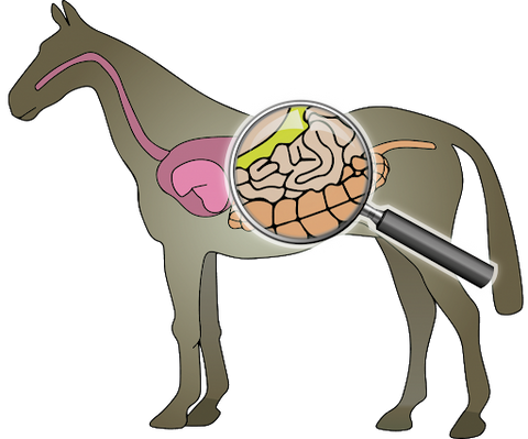horse gut microbiome digestive system