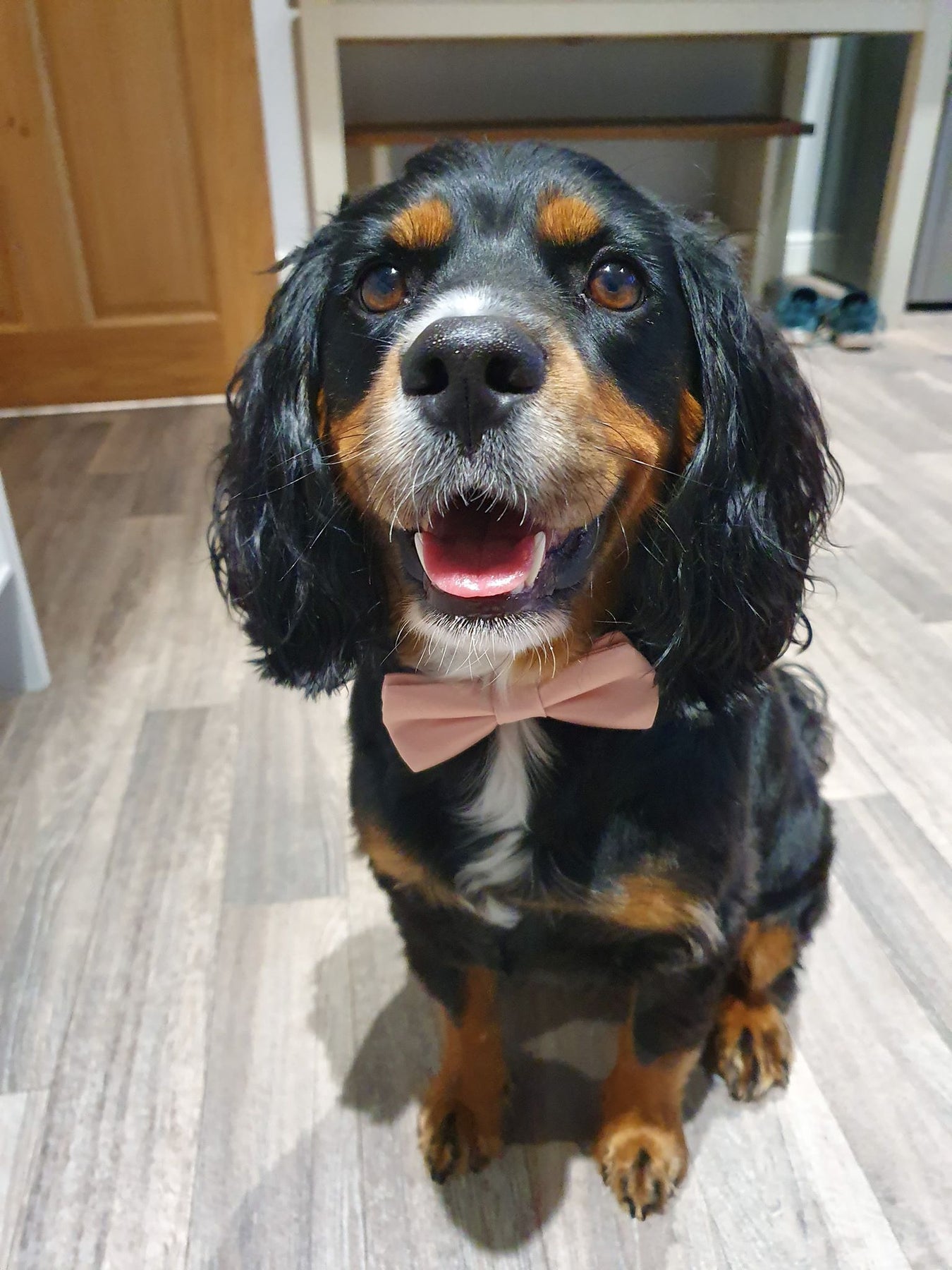 dog wedding bow tie