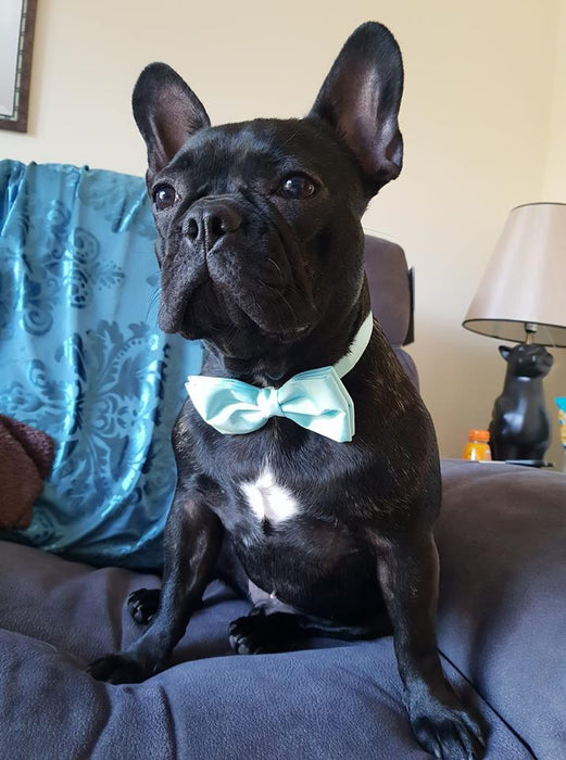 dog bow tie wedding uk