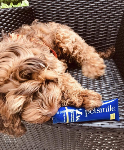 petsmile professional dog toothpaste