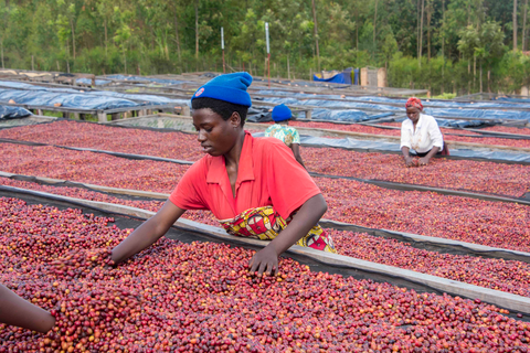 Coffee Cherry Drying on Raised Beds in Rwanda