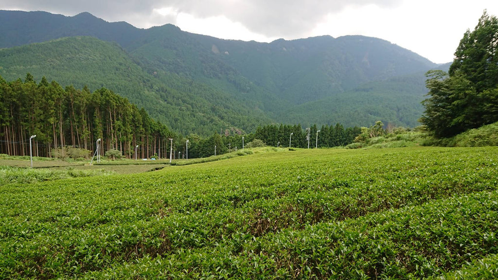 Organically grown tea bushes in Tagouchi, Shizuoka Prefecture, Japan, soon to be Gone Green Sencha