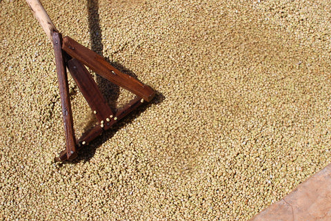 photo of coffee seeds drying on a patio in Southern Ethiopia