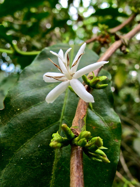 Coffee just beginning to flower in Guatemala