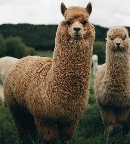 Advantages of Alpaca Wool – Happy Pants