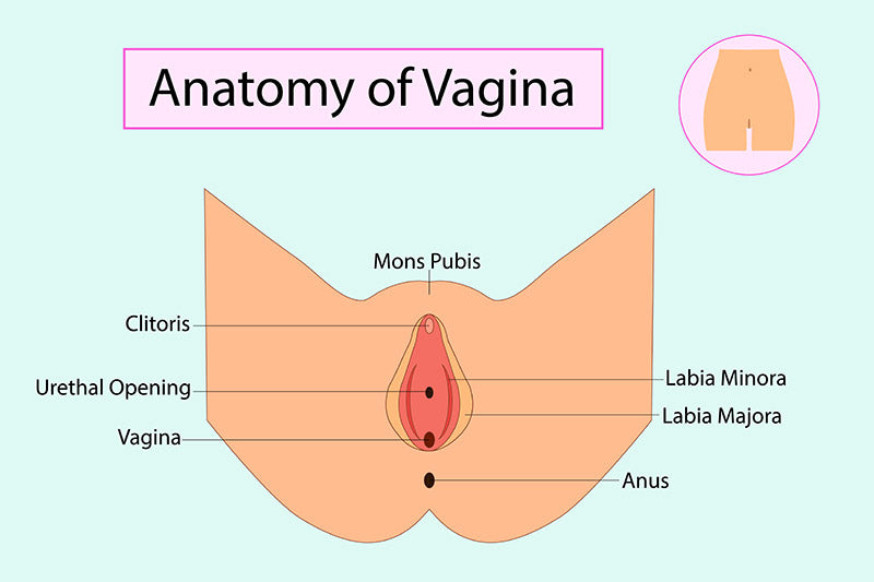 agina anatomy