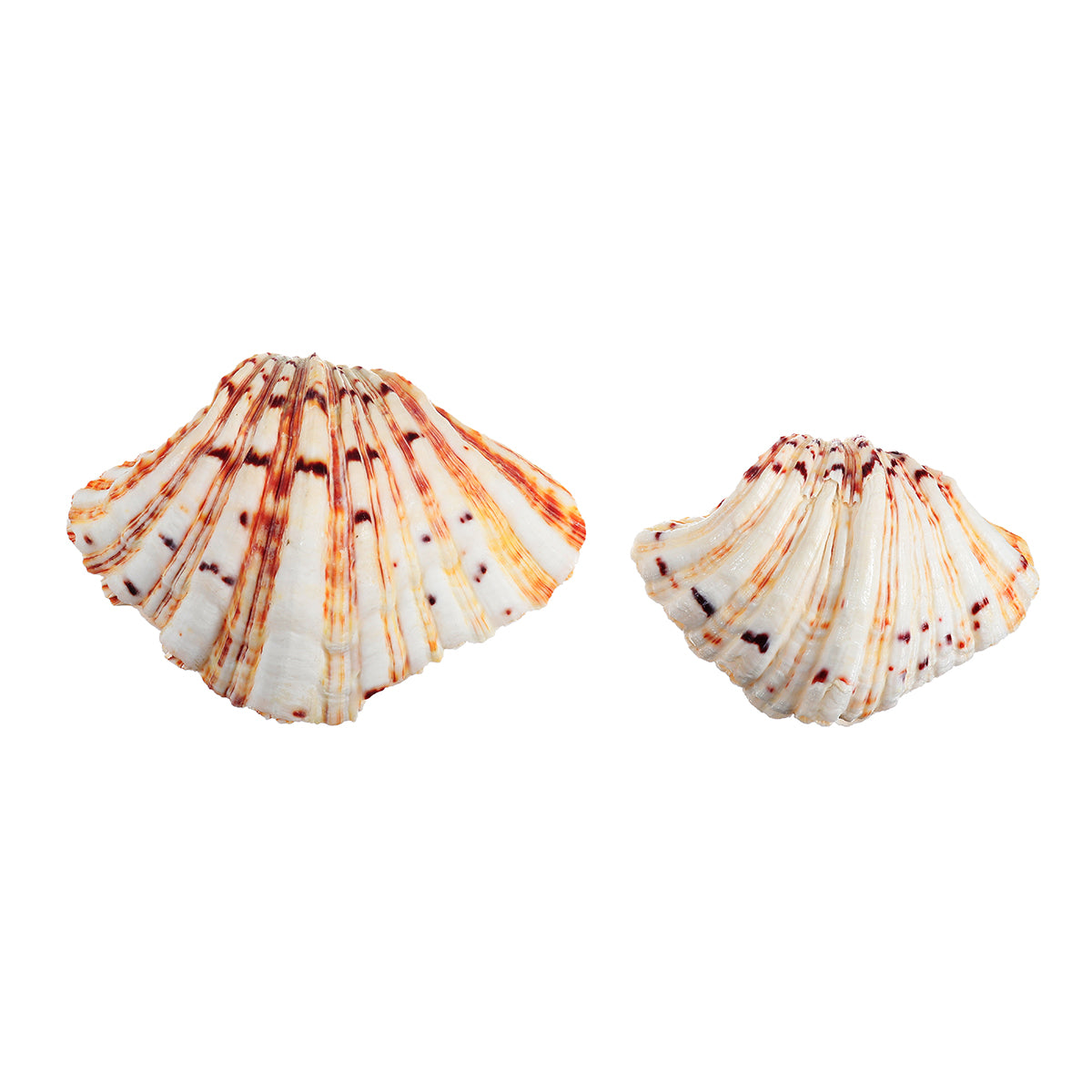 Natural Shell Conch Beach Fish Tank Seashell Beautiful Ornament Home Decoration