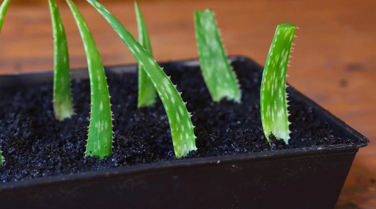 propagate from cuttings