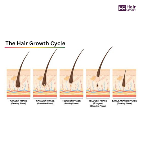 hair growth cycle