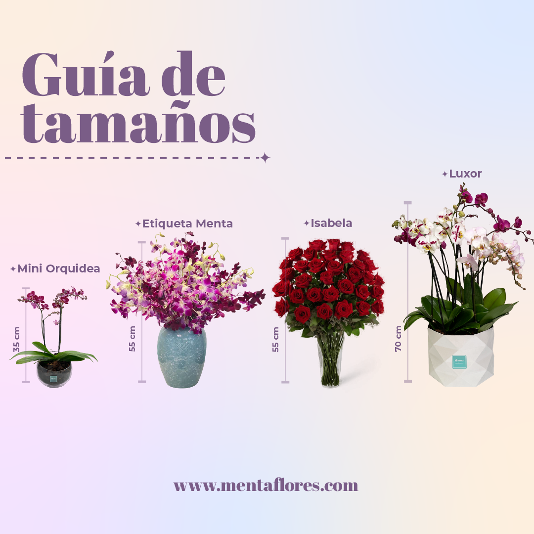 Cecilia - Florero con 48 Rosas lila – Menta Flores ??
