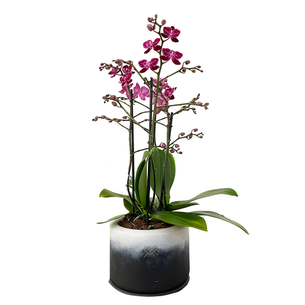 Orquídea multiflora Fusión- base de ceramica con orquidea multiflora –  Menta Flores 🇲🇽