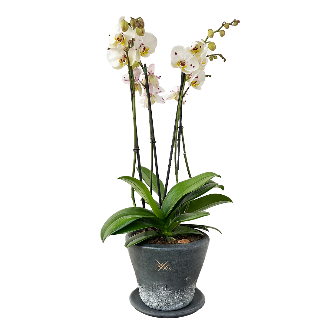 Phalaenopsis Sonora Textura-maceta textura gris con dos orquídeas mult –  Menta Flores 🇲🇽