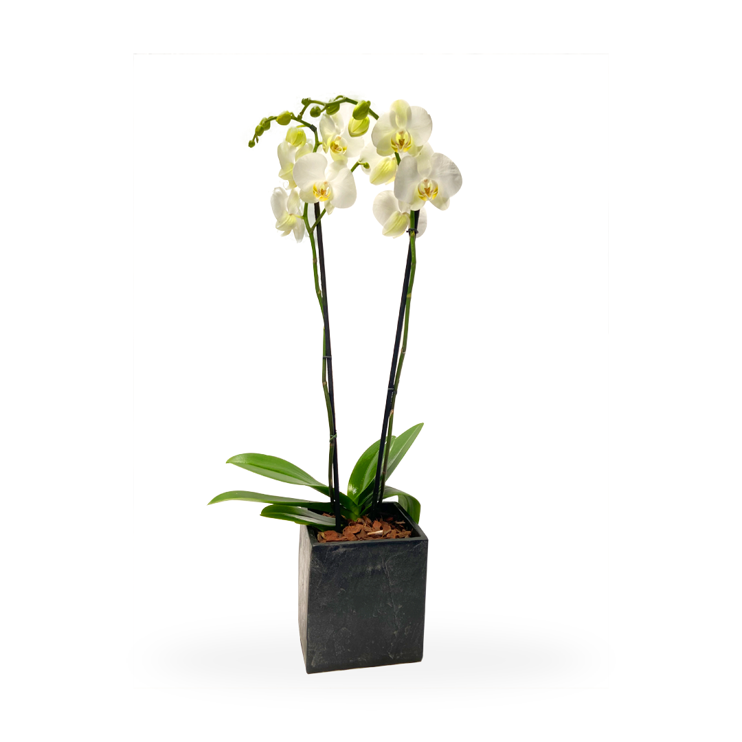 Elegance -maceta cubo negro con una orquídea blanca – Menta Flores ??