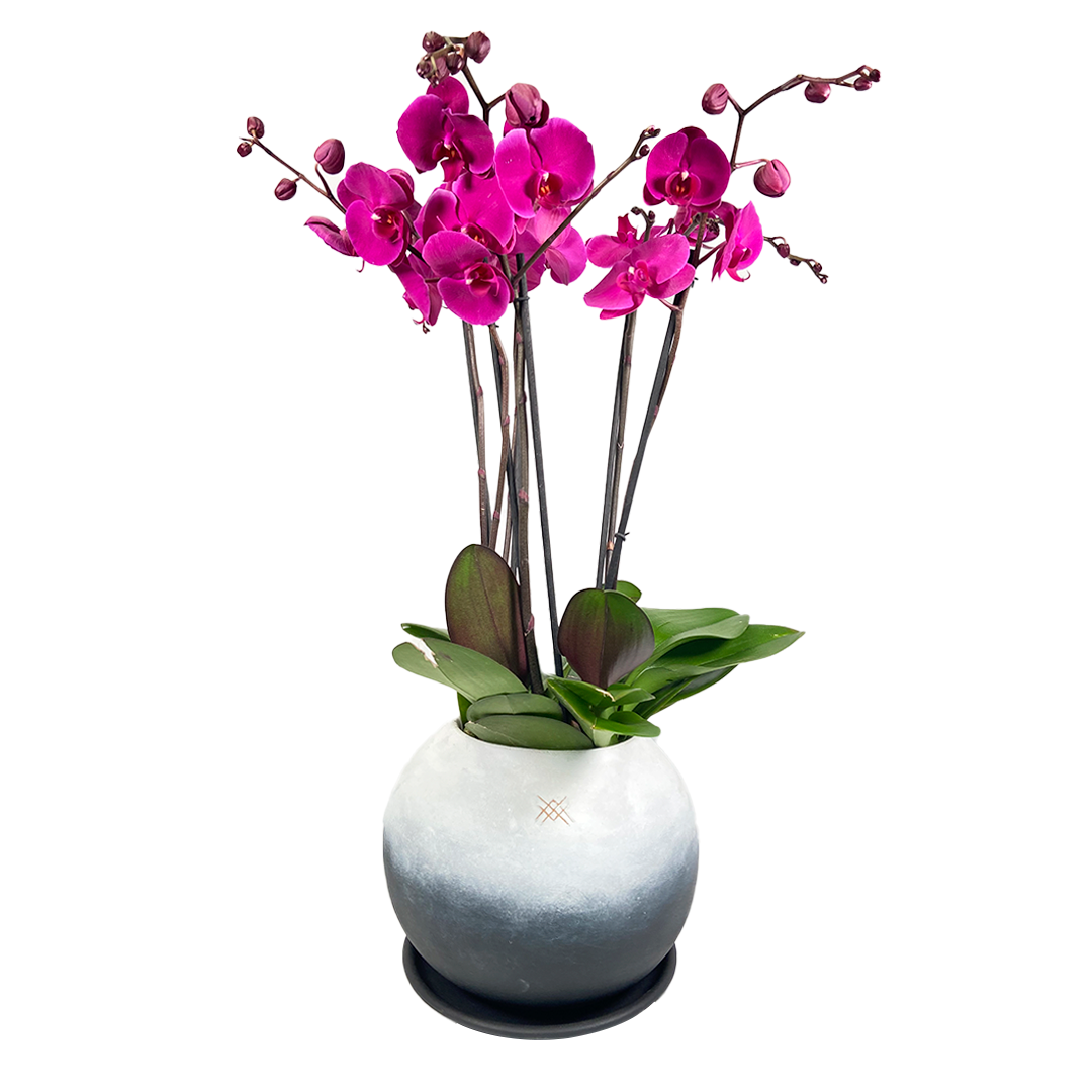 Phalaenopsis Fusión Negro-maceta esférica con tres orquídeas fiusha – Menta  Flores 🇲🇽