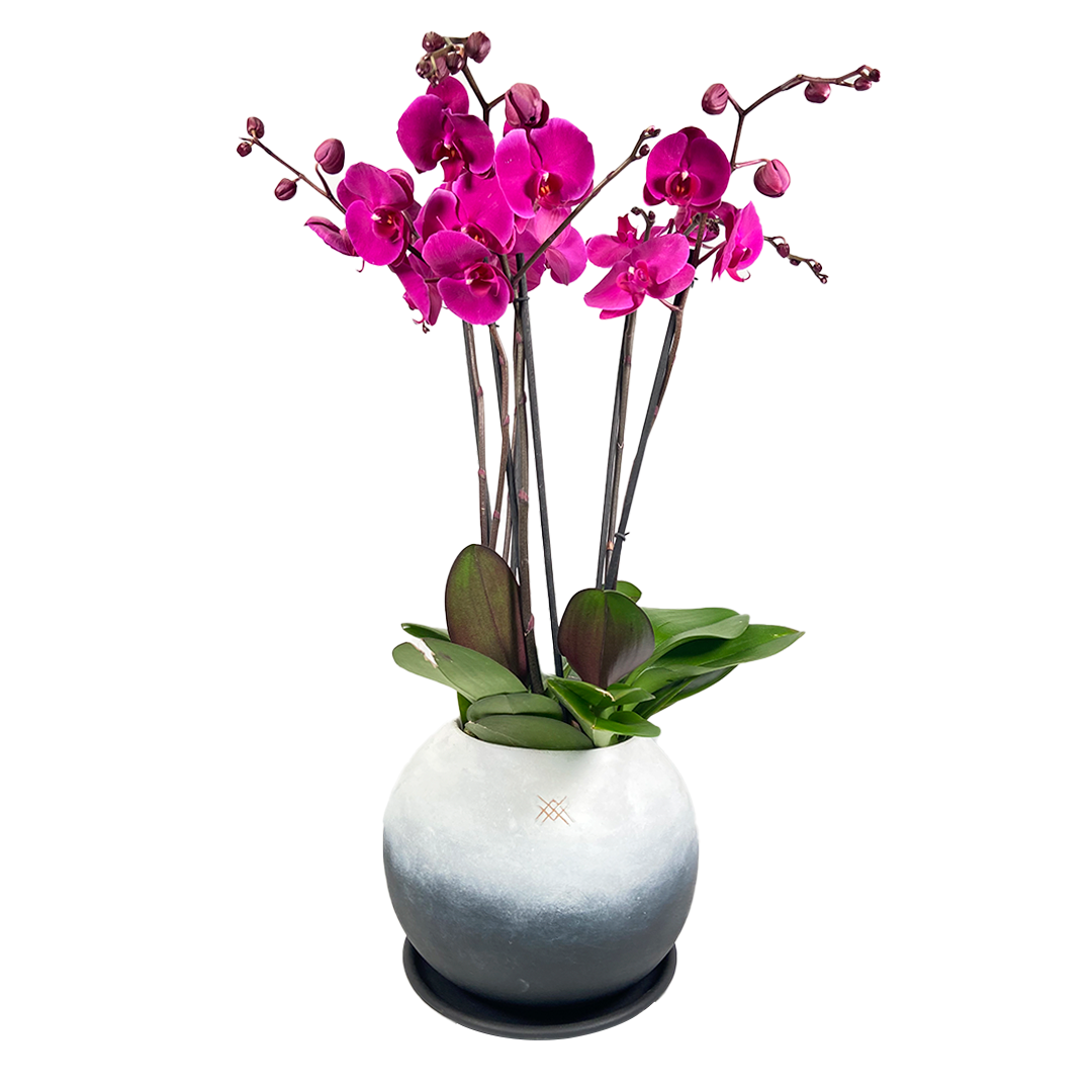 Phalaenopsis Fusión Negro-maceta esférica con tres orquídeas fiusha – Menta  Flores ??