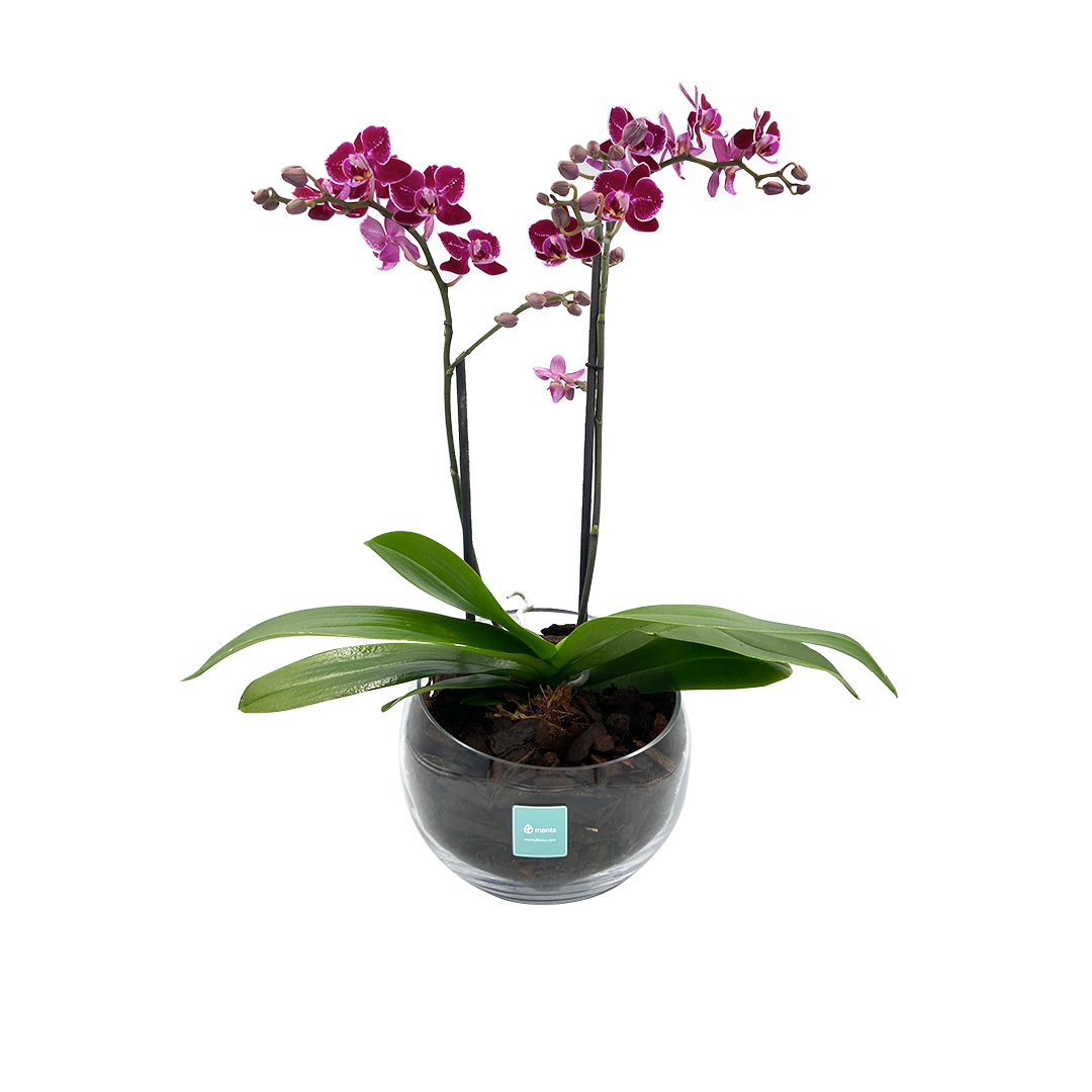 MINI Orquídea Phalaenopsis cristal-base de cristal con una mini orquíd –  Menta Flores 🇲🇽