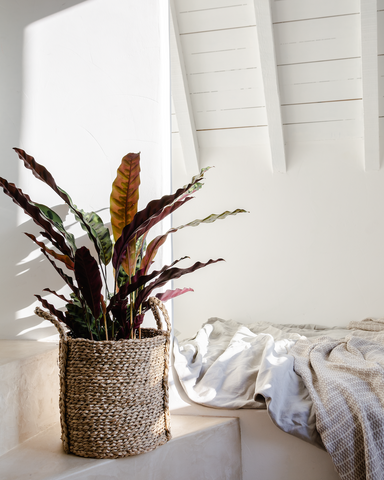 Zimmerpflanze Calathea und Seegras Korb im Schlafzimmer