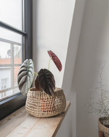 Zimmerpflanze Red Secret auf Fensterbank mit Seegras Pflanzenkorb