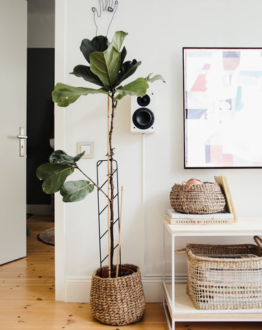Zimmerpflanze Geigenfeige im Wohnzimmer mit natürlicher Deko